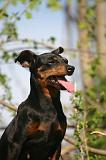 PINSCHER NAIN 140